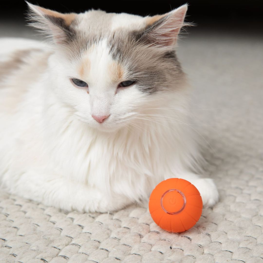 La KittyBall™: pelota inteligente para gatos