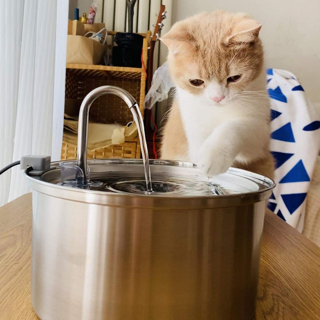 El kit Purrr-fect KittySpout