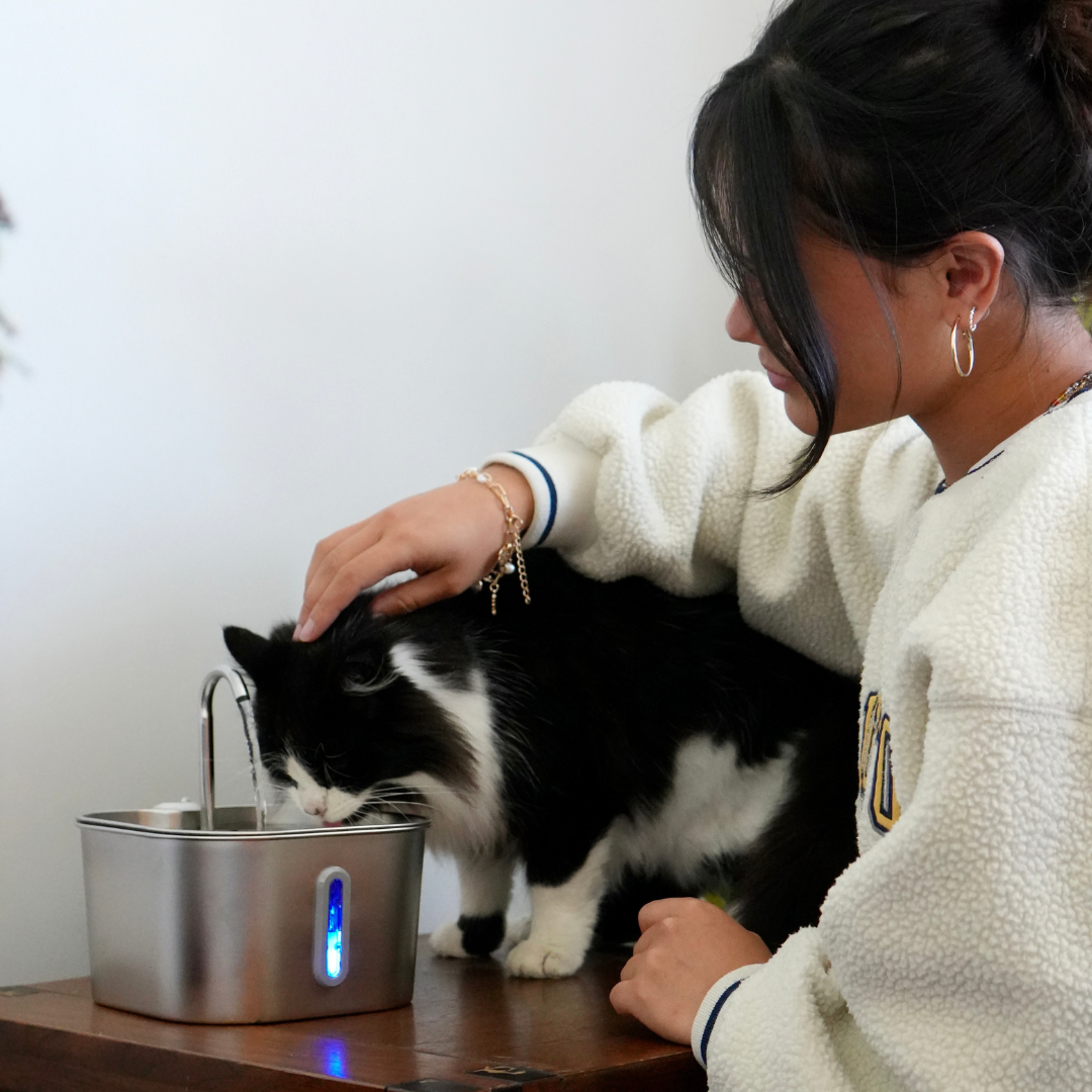 Better Hydration for a Healthier, Happier Cat