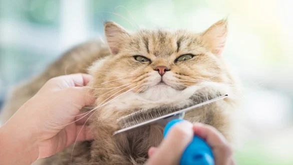 Grooming 101: Community-Sourced Tips for Your Beloved Feline