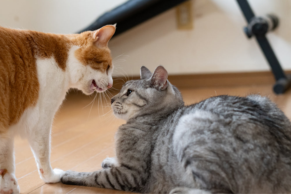 Common Cat Behavior Explained