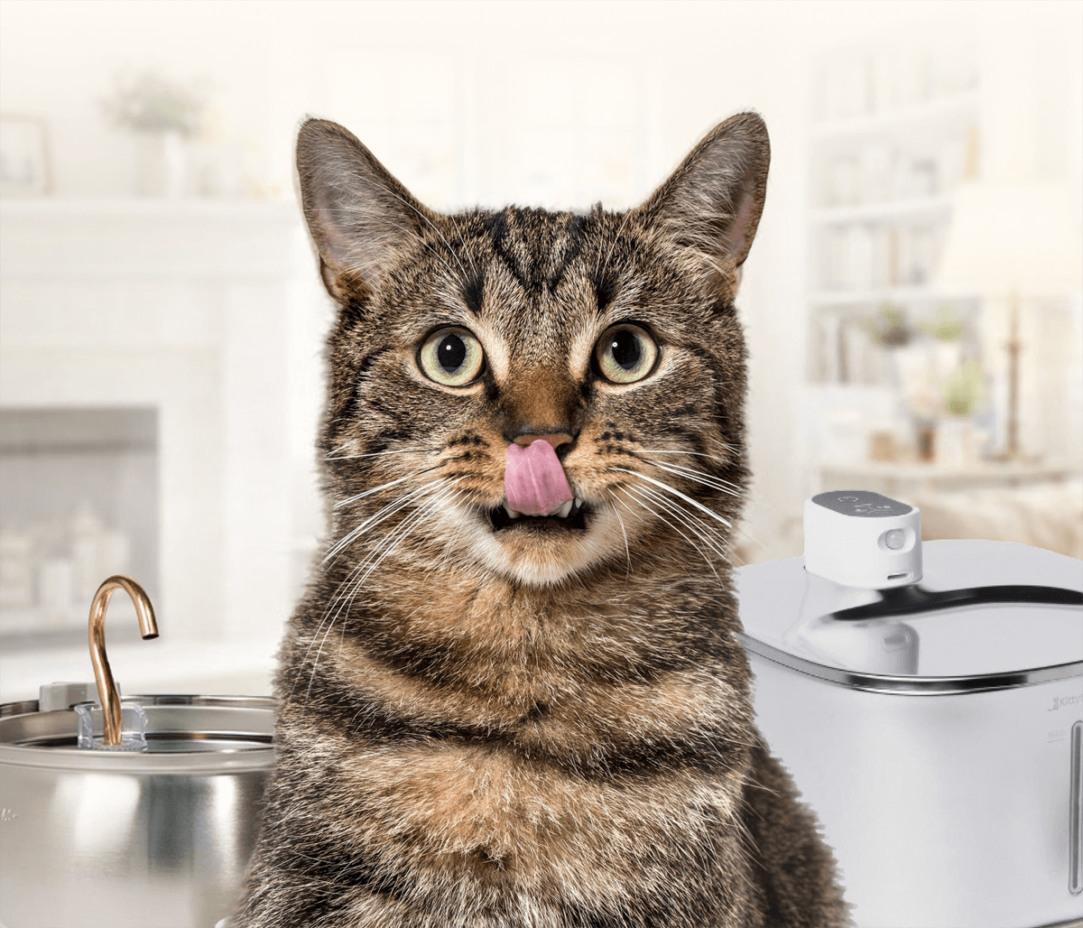 How Cats Show Affection Through the Day