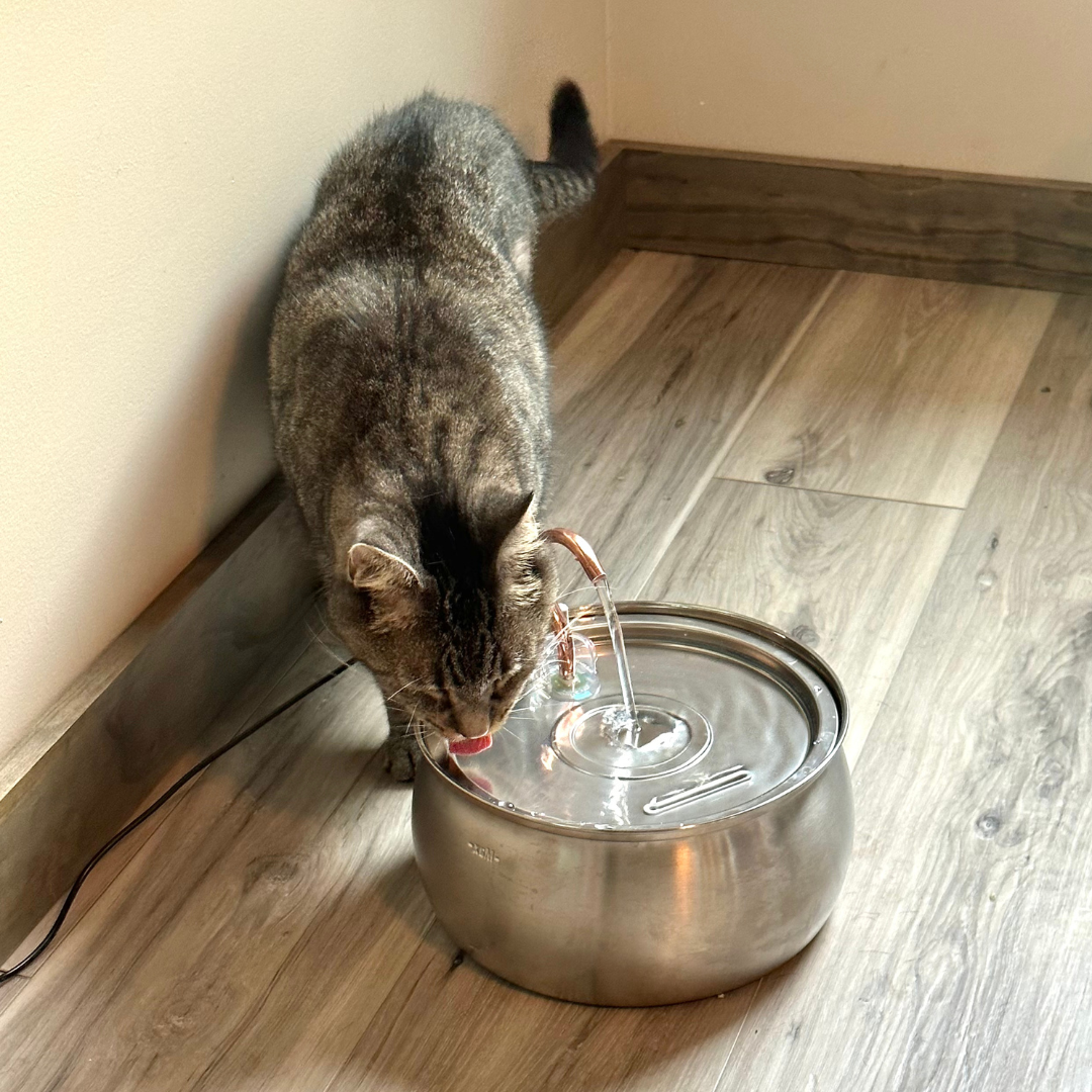 Kittyspout placeholder image
