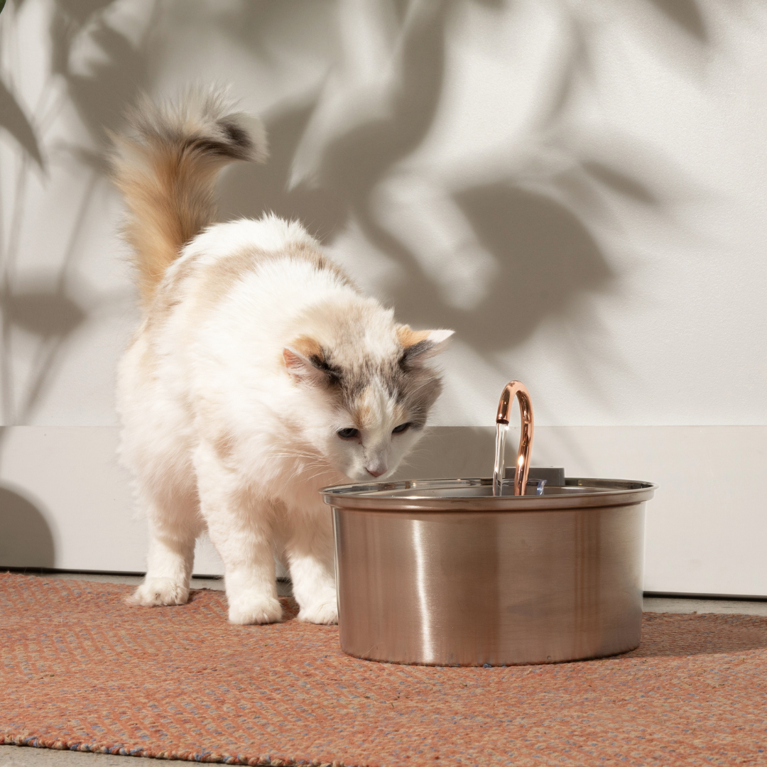 The KittySpout™ 3.2L - Health & Happiness Cat Kit