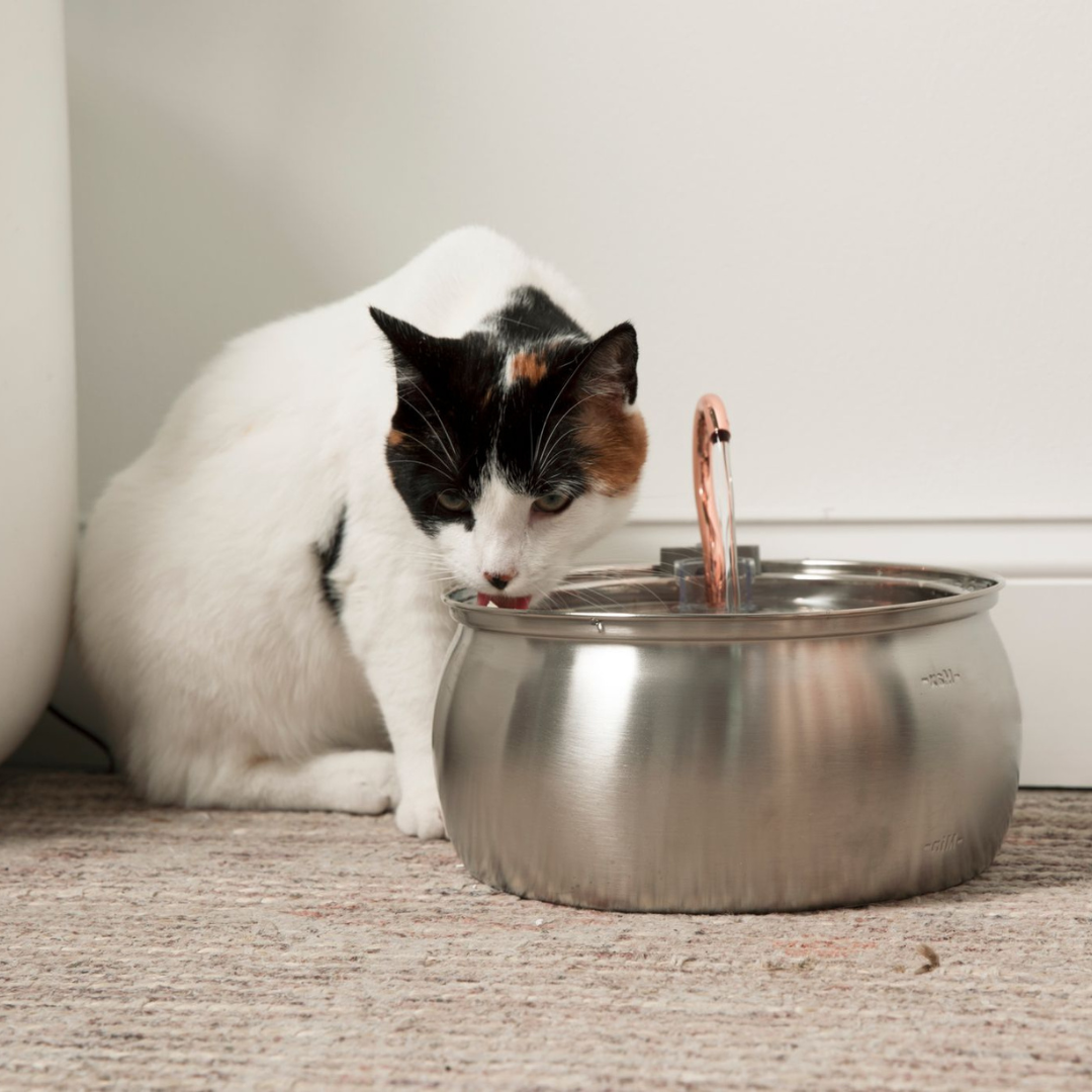 Better Hydration for a Healthier, Happier Cat