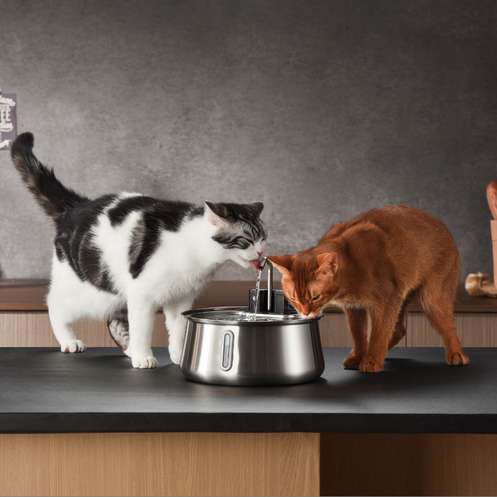 Refurbished The KittySpout - Wireless Fountain (Spout) - 6 Month: Wireless KittySpout + 8 filter sets + free gift