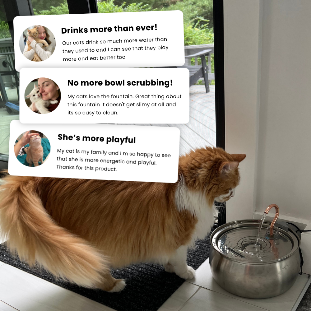 Kittyspout placeholder image