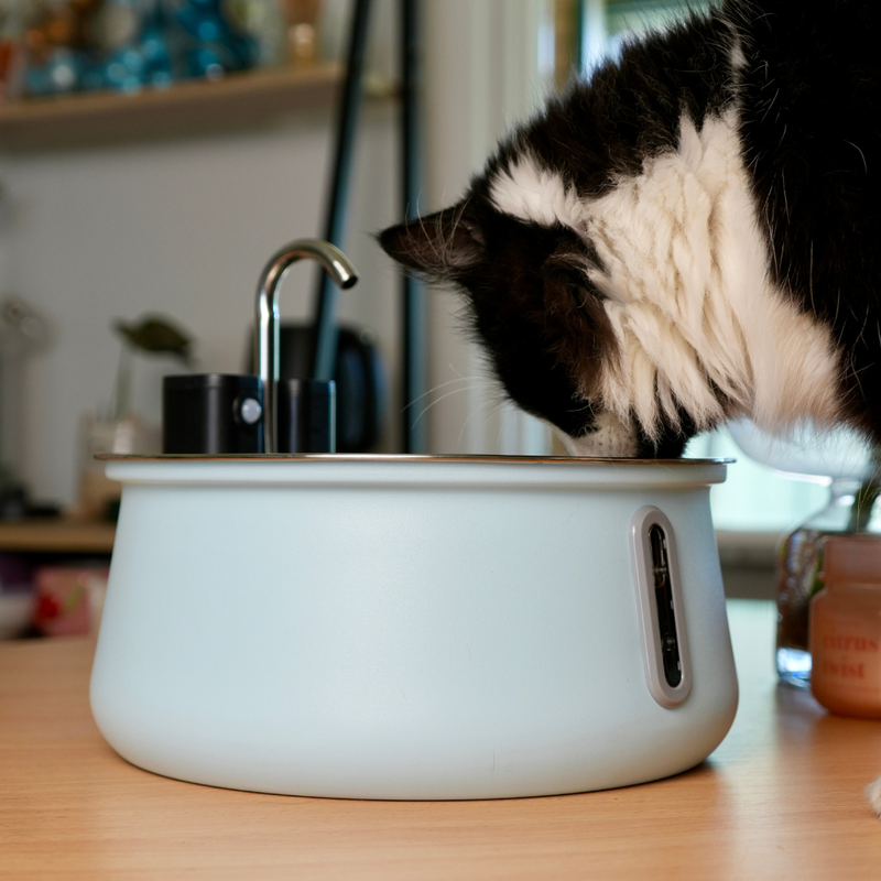 Der KittySpout™ – kabelloser Trinkbrunnen 2.0