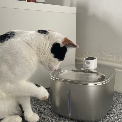 Cat drinking from Wireless KS.png