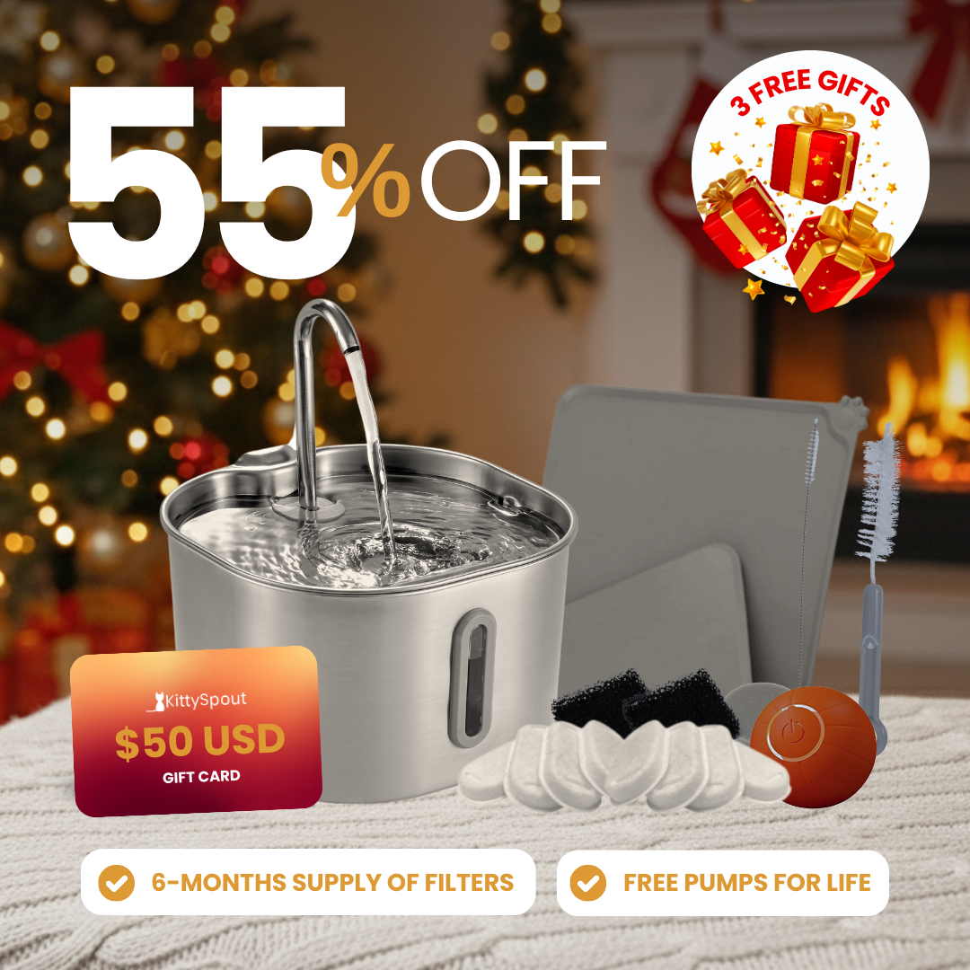 The KittySpout™ - 2.2L Hydration & Playtime Value Bundle