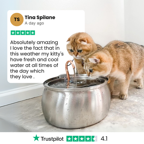 Il KittySpout™