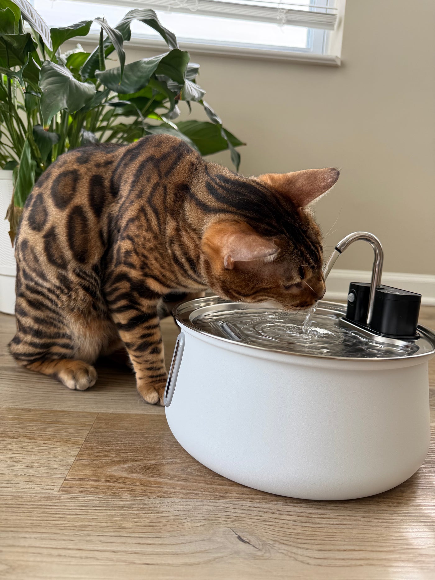 Kittyspout placeholder image