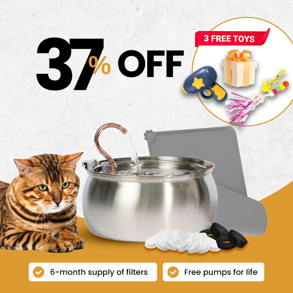 The Purrr-fect KittySpout Kit