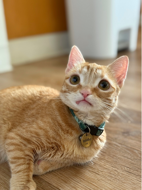 Nacho