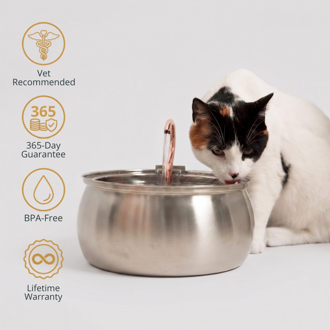 A veterinarian with a cat beside a KittySpout fountain